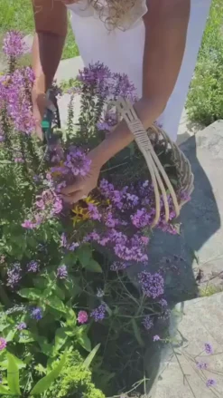 Simply Eco Compostable Table Setting - French Blue-Sophistiplate Online