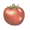 Tomato Place Card - Pack of 12-Hester u0026 Cook Online
